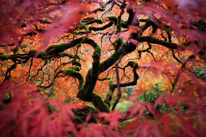Ảnh chụp một cây gỗ Thích Nhật Bản của tác giả Fred An trong Khu vườn Nhật Bản tại Portland - Nguồn © Fred An/National Geographic Traveler Photo Contest